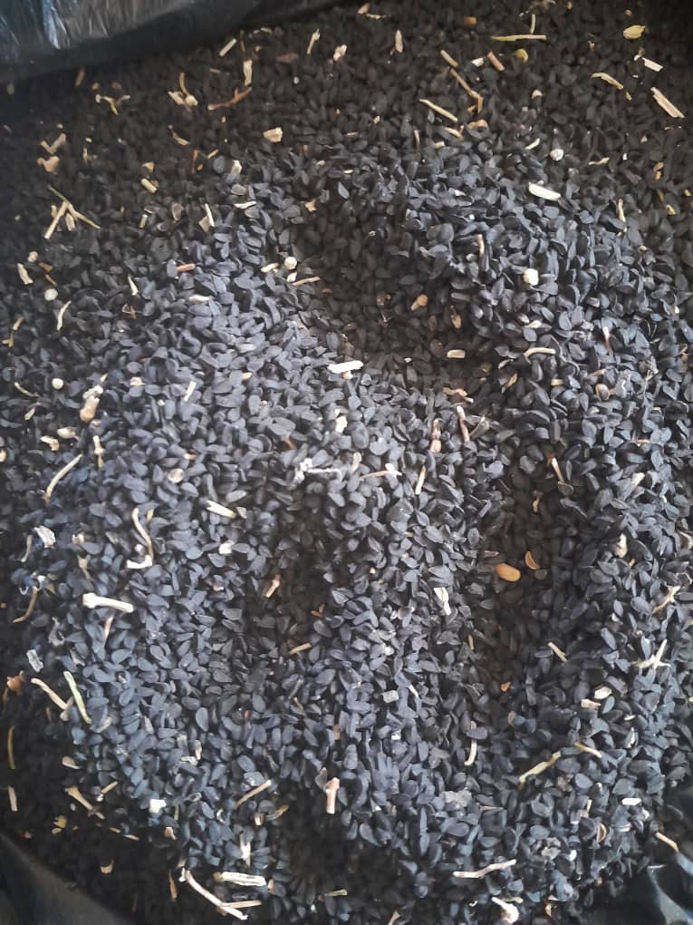 Oats, Black Cumin, Corn, Barley,Teff, Soybeans,Garlic,Korerima (Ethiopian Cardamom),Wheat,Flaxseed from Ethiopia